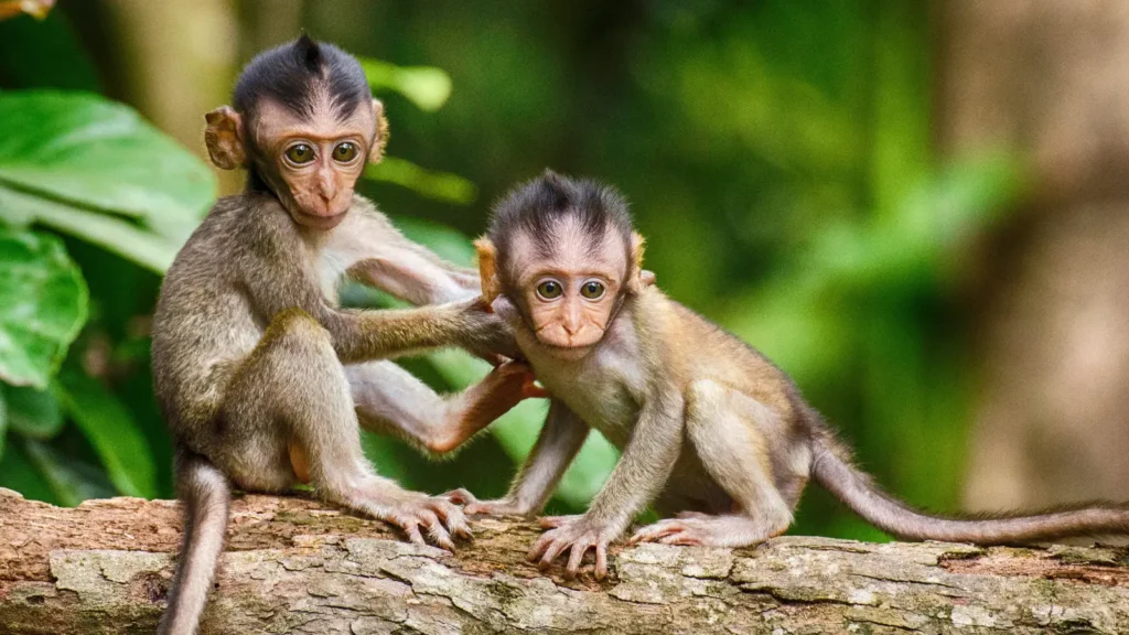 Monkey Rizz Gif