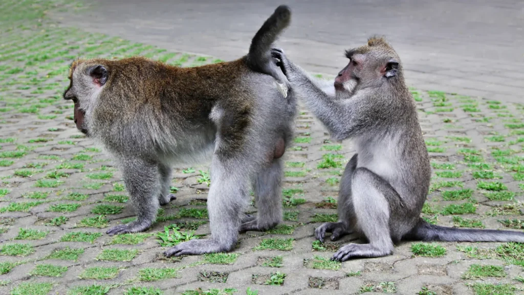 Monkey Rizz Gif