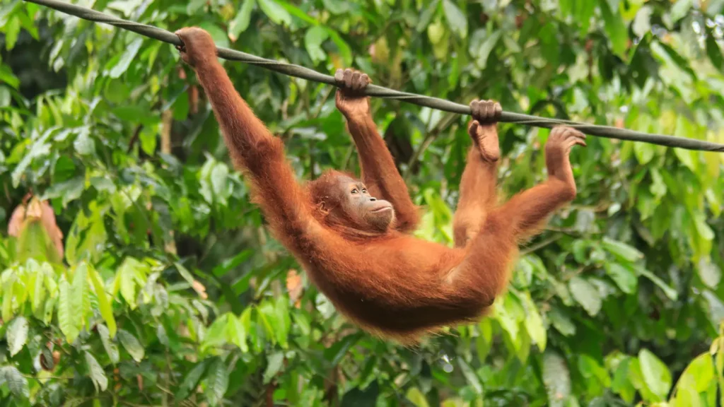 Monkey Rizz Gif