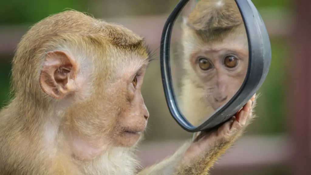 Monkey Rizz Gif