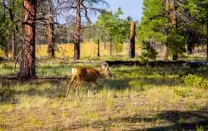 Deer-Proof or Die Trying: Preventing Deer Damage in Your Landscape Starts Here