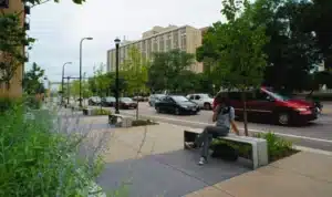 Smart Tree Care Simple Steps To Boost Urban Landscapes