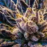 THCA Flower Demystified: What To Know Before You Try It