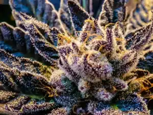 THCA Flower Demystified: What To Know Before You Try It