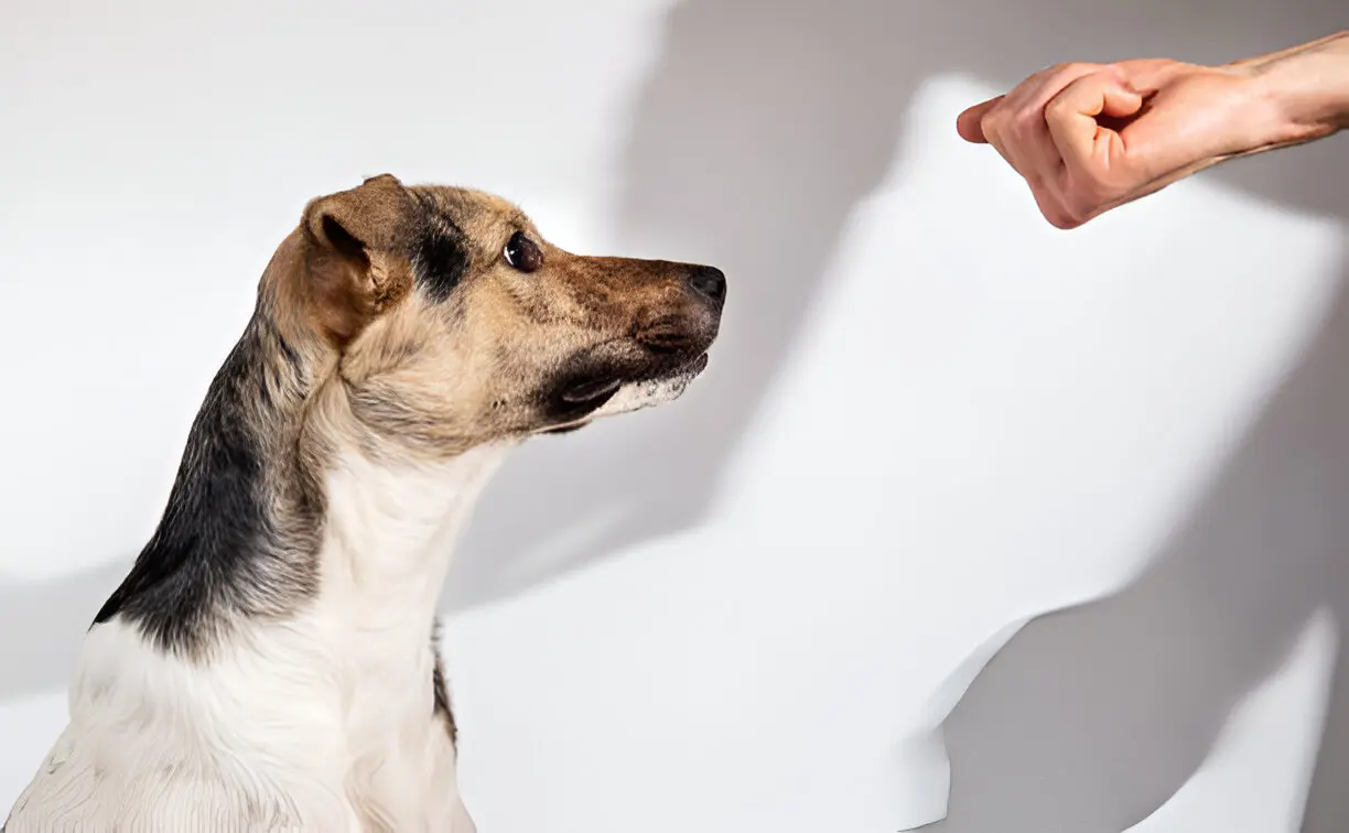 How a Dog Breed Test Helps You Better Understand Your Pet