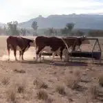 Bull Bars and the Outback A Perfect Pairing