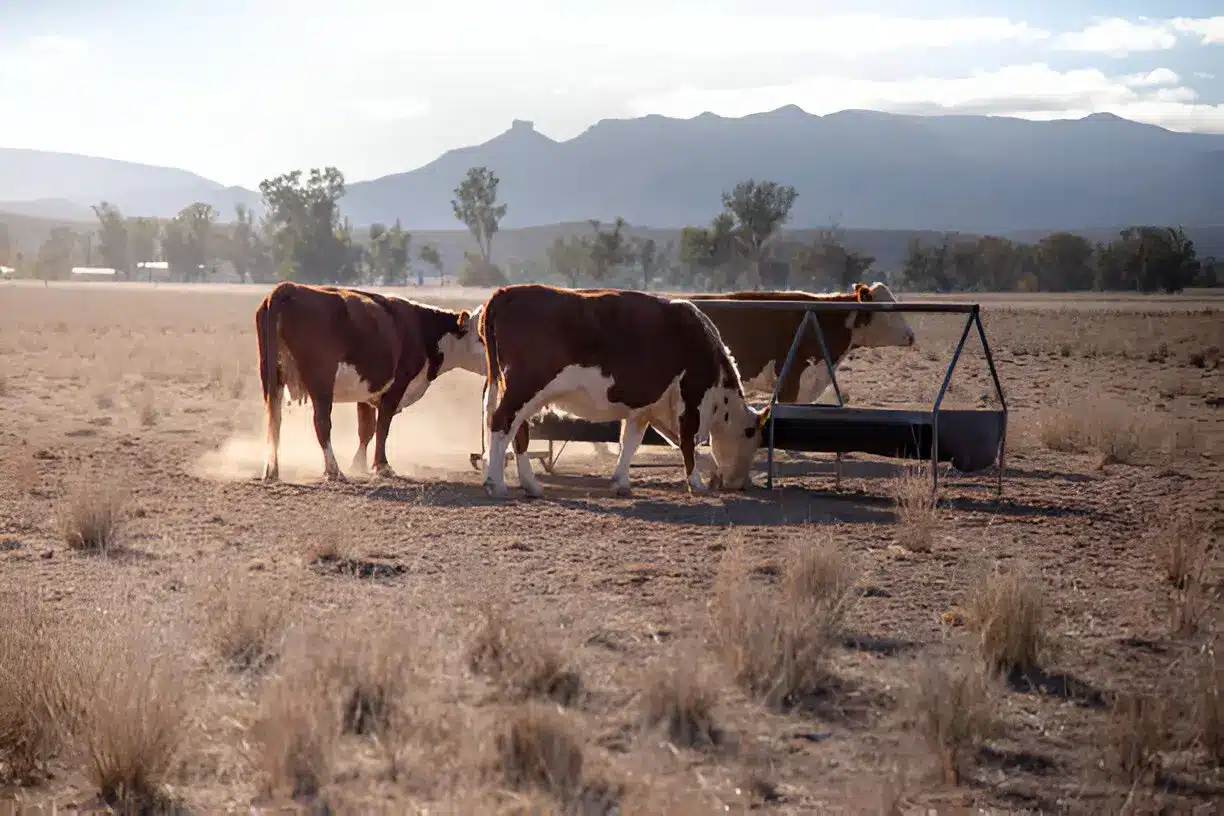 Bull Bars and the Outback A Perfect Pairing