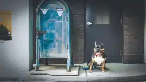 Urban Hotspots and Postal Worker Risk Where Dog Bites Cluster and Why It Matters