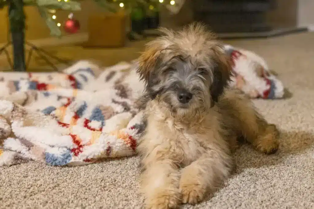 How to Socialize Your Whoodle Puppy for a Lifetime of Confidence