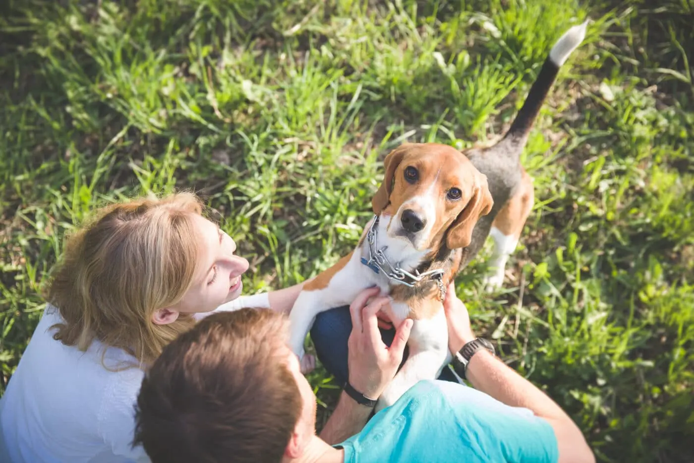 Why Your Dog Might Be Your Best Wingman (And How to Keep Them Happy When You're Out)