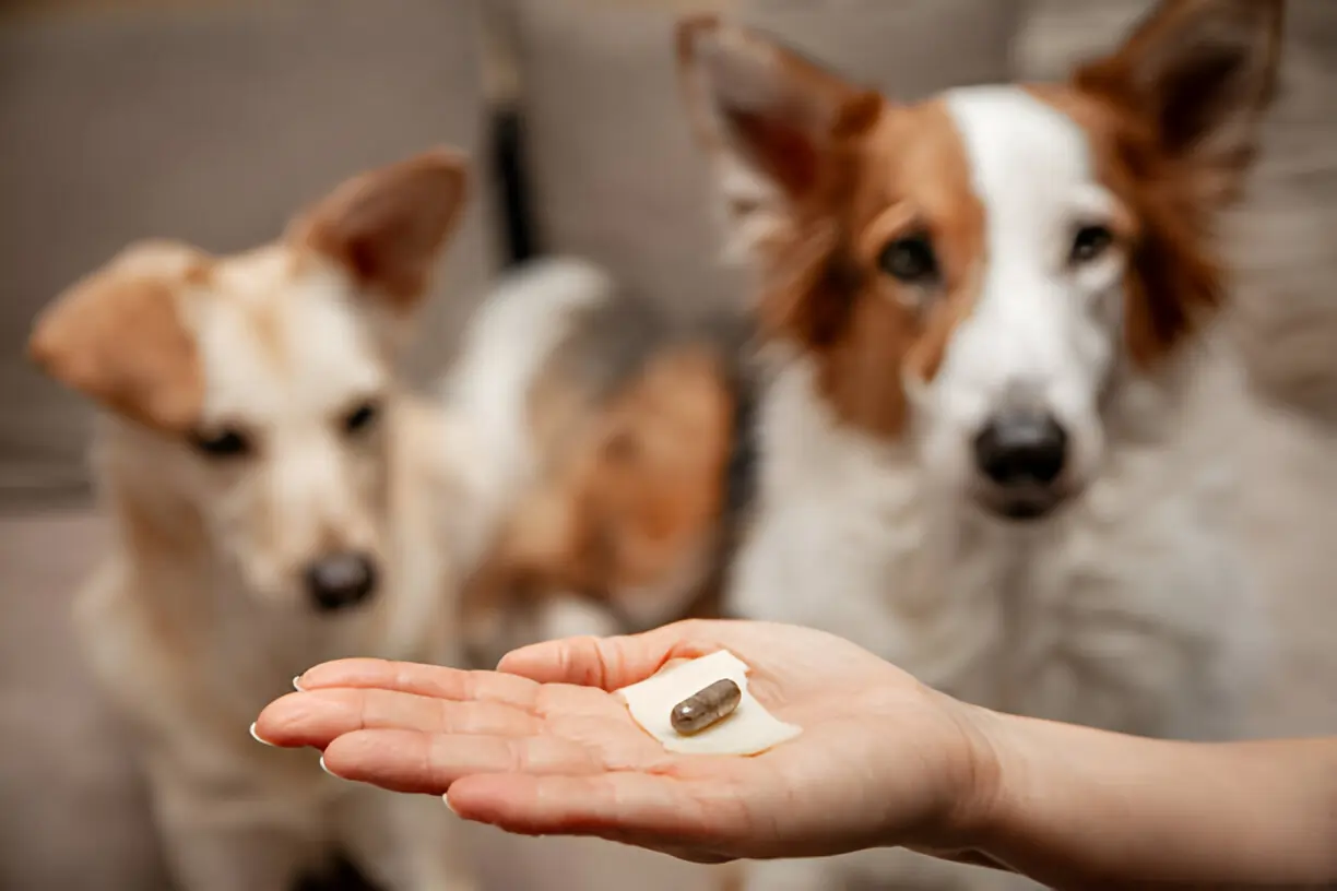 What Is Collagen and Why Do Dogs Need It? A Complete Guide for Pet Parents