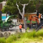 Expert Tree Removal in the North Shore Ensuring Safety and Health for Your Property
