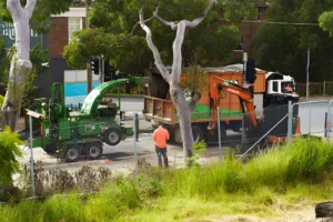 Expert Tree Removal in the North Shore Ensuring Safety and Health for Your Property