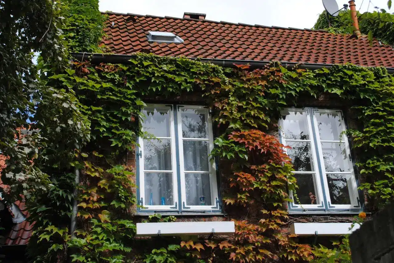 Energy Efficiency in Home Windows What You Need to Know