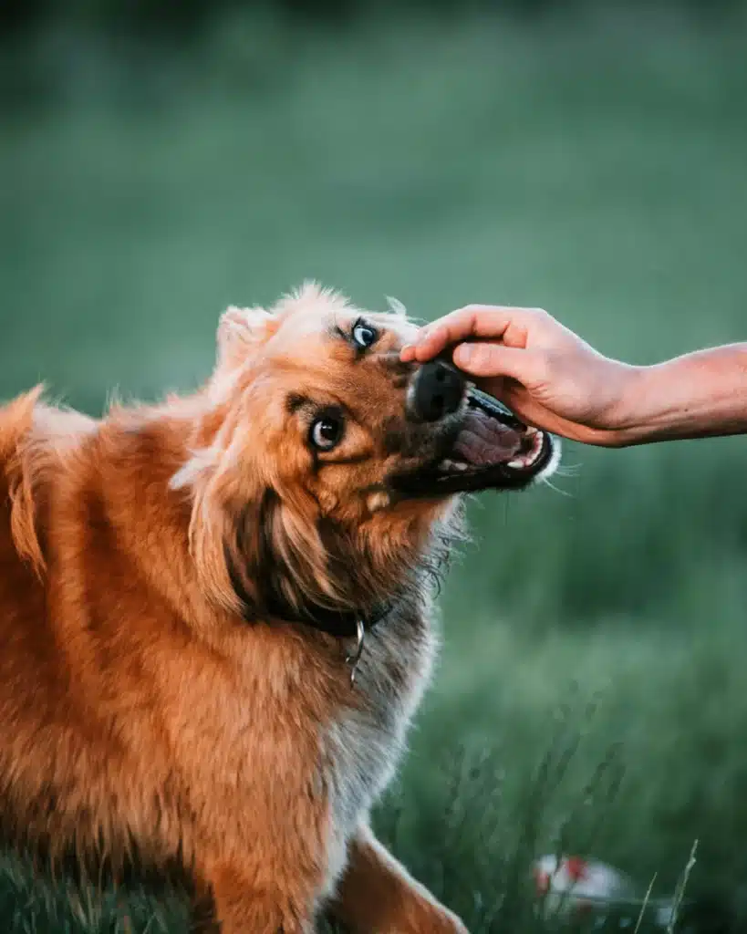 Beyond the Bite: How Dog Attacks Trigger Long-Term Trauma